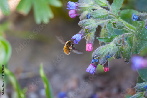 large bee fly Bombylius major