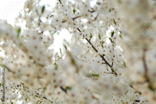white flowers in spring © Олеся Трубнікова