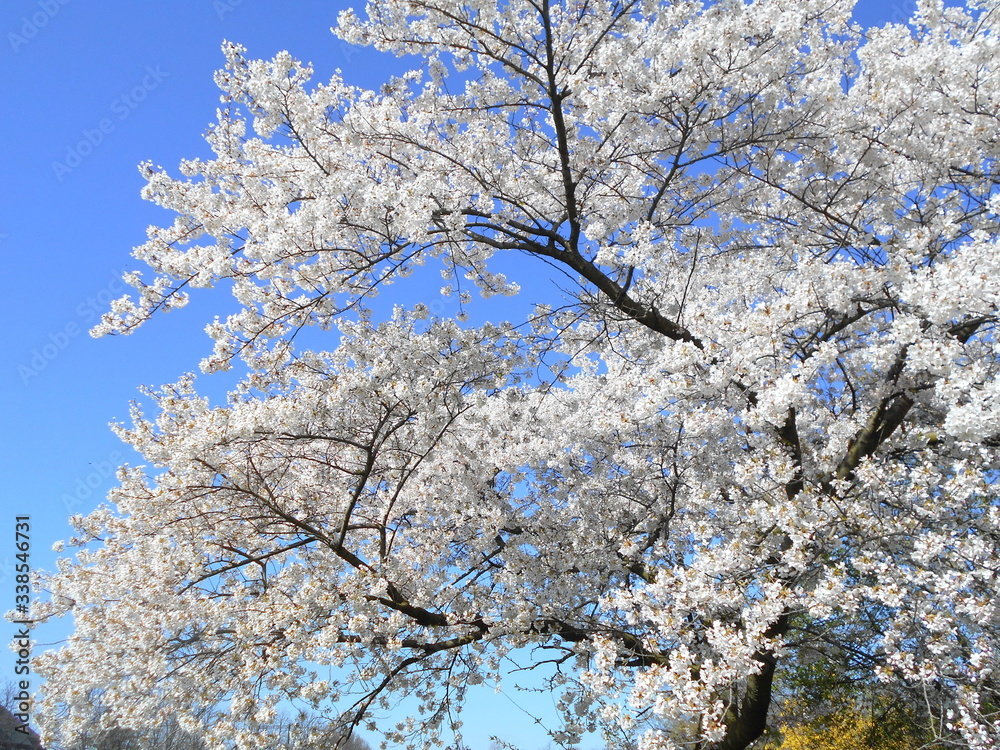 Kirschblüte Kirschblüte