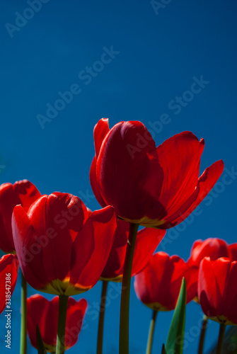 Blooming tulips. Floral nature backdrop