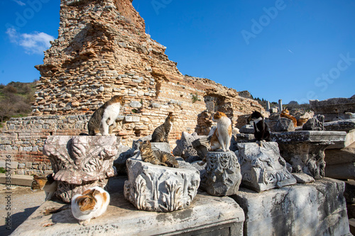 Ephesus ancient city and cat