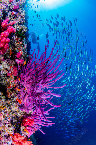 Fototapeta Naklejka Na Ścianę i Meble -  coral reef and fishes