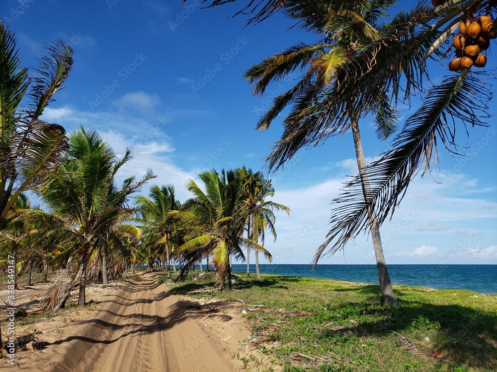 estrada,rua, entre palmeiras, areia, natureza, praia, paraíso