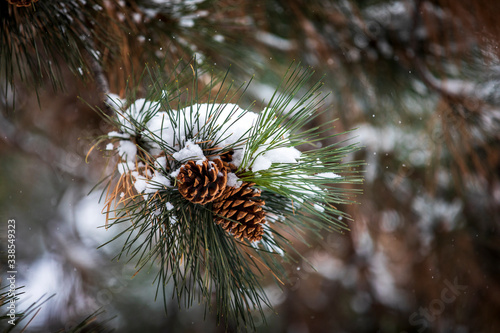 Spring snow collects on the branches, needles, and pinecones of a Lodgepole Pine tree in Bailey, Colorado just west of Denver.