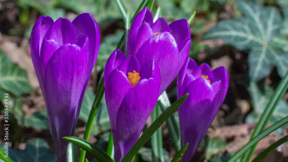 Blooming purple crocus flowers, first spring flowers in the forest Blooming purple crocus flowers, first spring flowers in the forest