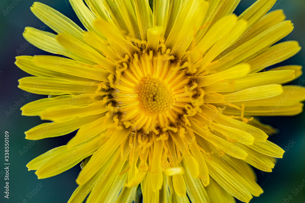 Spring nature background. Macro view of yellow dandelion. Dandelion head Spring nature background. Macro view of yellow dandelion. Dandelion head