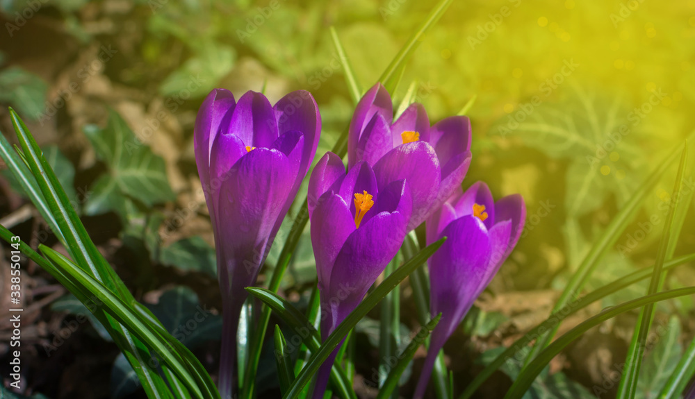 Blooming purple crocus flowers, first spring flowers in the forest and beautiful morning light, selective focus.