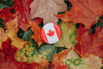 Round circle badge Canadian flag. National symbol lying on a ground in autumn fall maple leaves. Autumnal season in Canada country. Canada Day celebration. Thanksgiving holiday in Canada.