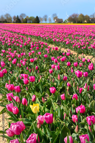 Fields full of Dutch colorful tulips