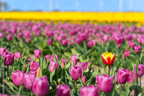 Fototapeta Naklejka Na Ścianę i Meble -  Fields full of Dutch colorful tulips