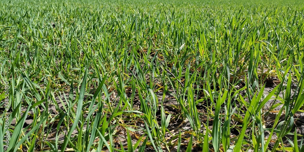 Obraz premium green grass in the wind