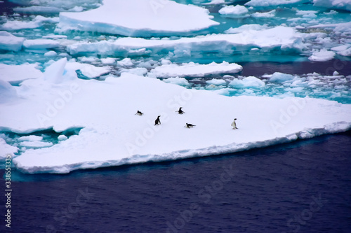 Group of Penguins on an Iceberg in Antarctica