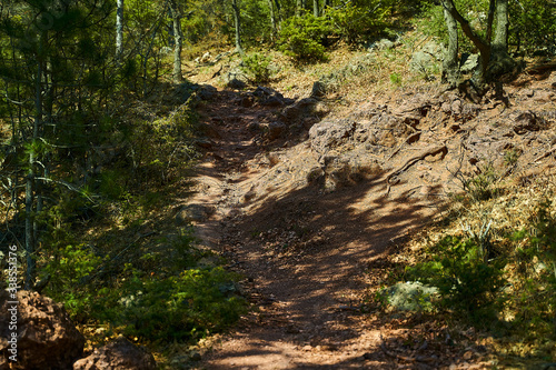 Forest trail in the spring forest. Footpath in summer green forest