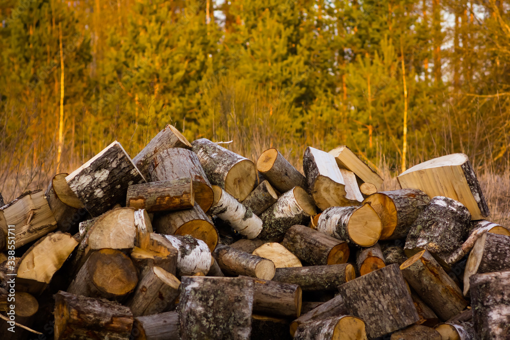 trees chopped into wood on the background of the forest trees chopped into wood on the background of the forest