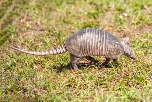 Armadillo walking through a grassy field