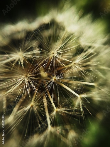 dandelion seed head