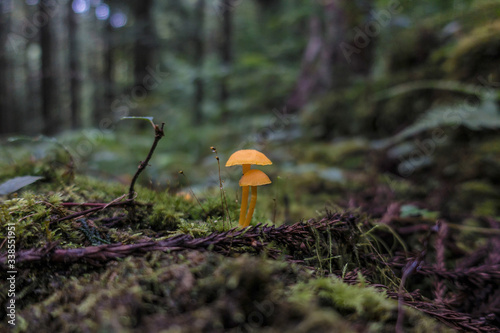 Orange mushrooms on the forest floor, a rainy day in Japan