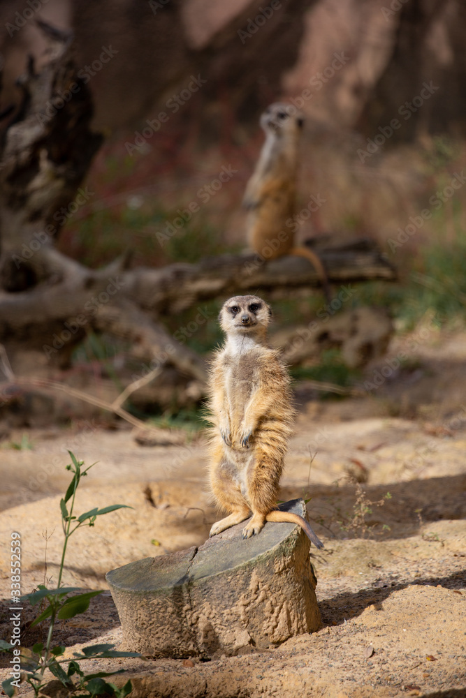 Fototapeta premium meerkat on the lookout