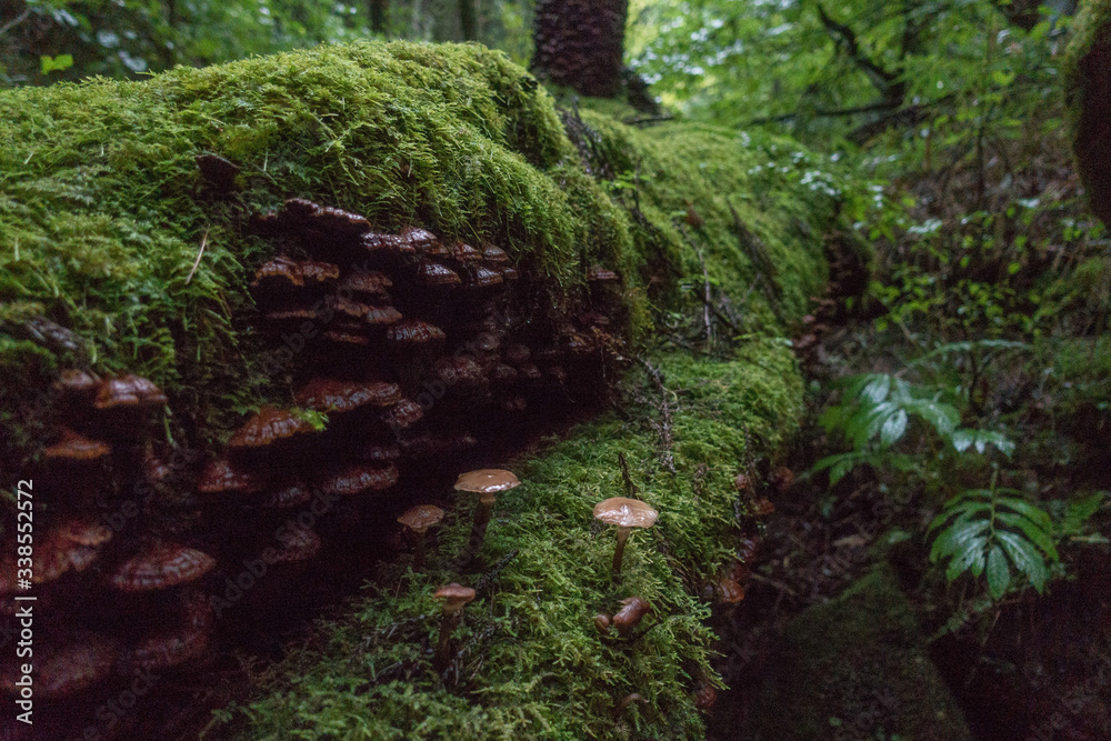 Mushrooms gather to hide from the rain on a rainy day in Japan Mushrooms gather to hide from the rain on a rainy day in Japan