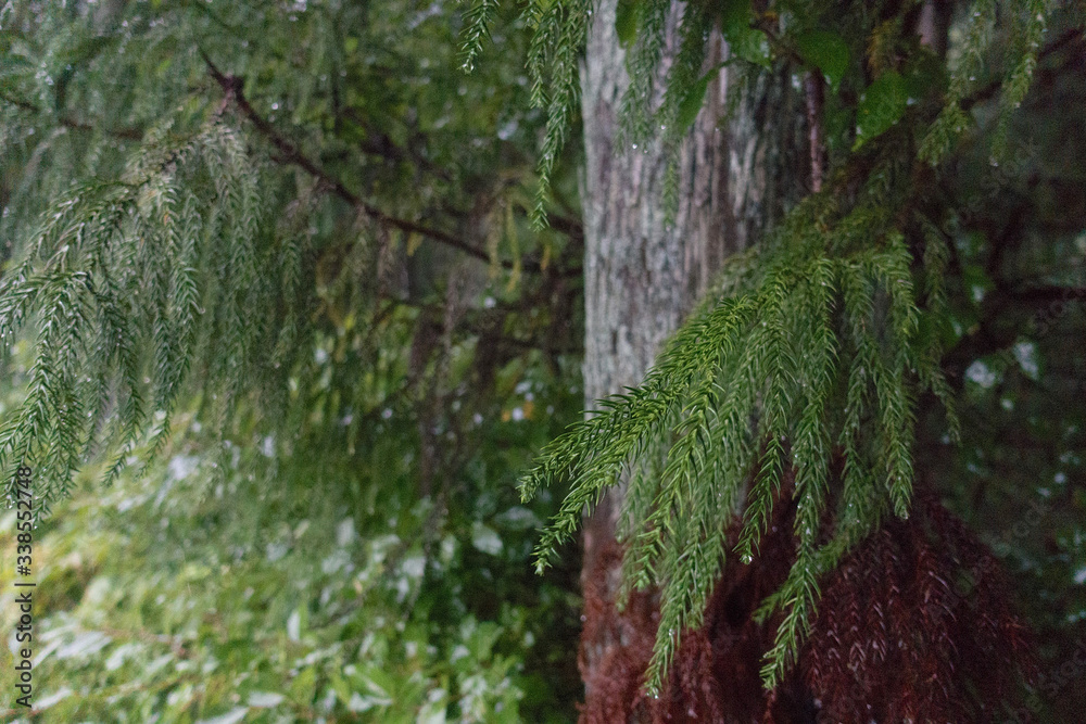 Fototapeta premium Wet leaves on a tree on a rainy day in Japan