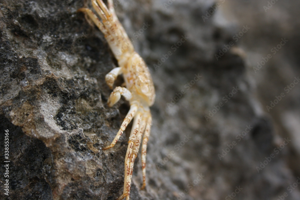crab III crab III
