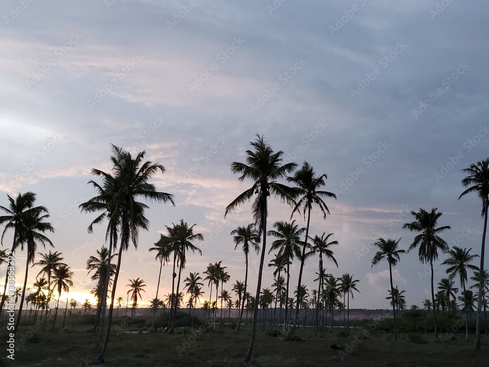 pôr do sol, natureza, coqueiros, palmeiras, fim de dia, céu, azul, sol,  praia
