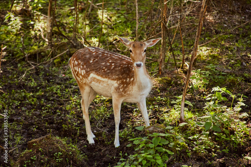 Roe deer in the spring forest