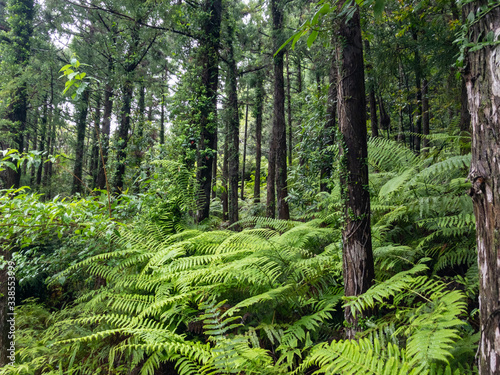 Forest foliage  ferns and ivies  on a rainy day in Japan