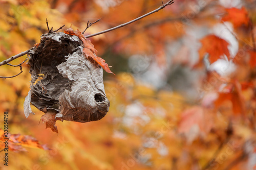 Beehive hanging from a tree in autumn with coloured leaves. photo