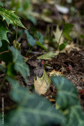 Firebug on a leaf