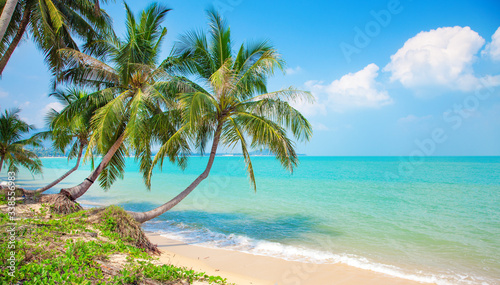 beach and coconut palm trees © Alexander Ozerov