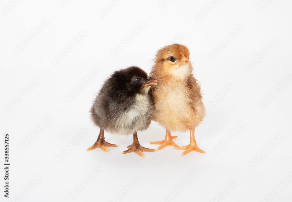 two chicks touching