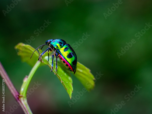 bug is hooping around a branch of leaves