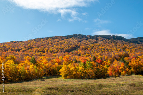 Colorful trees changing color in the fall in New England