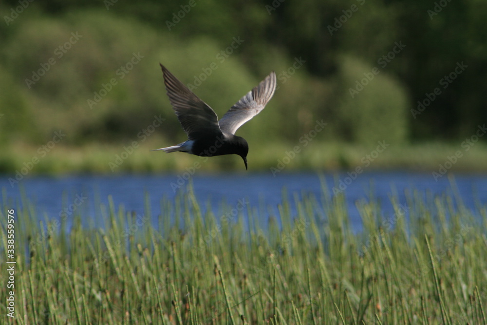 Obraz premium Black tern (Chlidonias niger) flying
