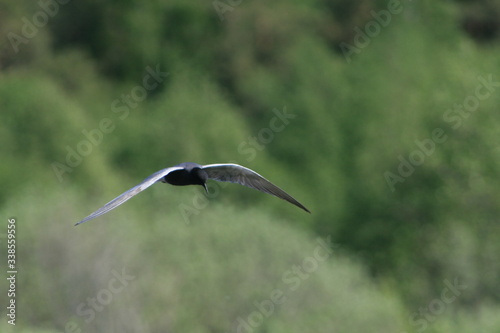 Black tern  Chlidonias niger  flying