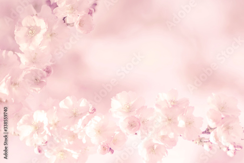 Zweig Kirschblüten, Zierkirsche, romantisch, Hintergrund 