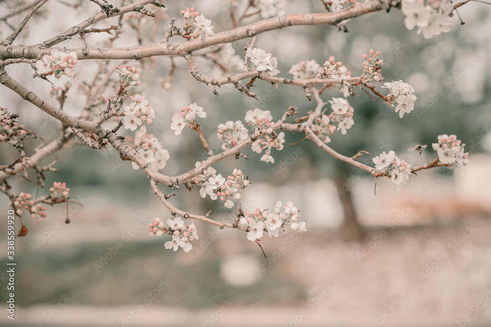 Obraz premium Blooming cherry sakura trees pink and white. Cherry blossoms. Denver city views during Spring time. Spring season. Beautiful bloom trees in park. Historical views. Pink and white petals on cherry tree