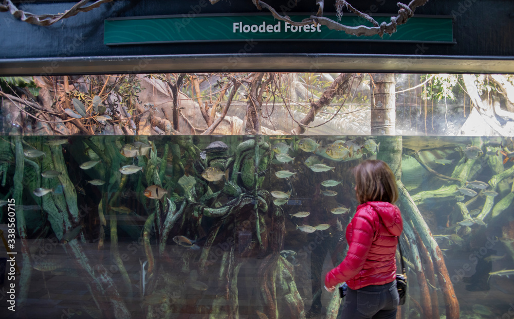 Obraz premium The Shedd Aquarium is a popular Tourist Attraction in Downtown Chicago