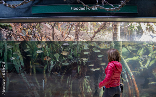 The Shedd Aquarium is a popular Tourist Attraction in Downtown Chicago photo