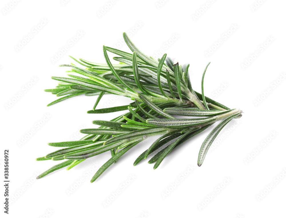 Fresh rosemary on white background