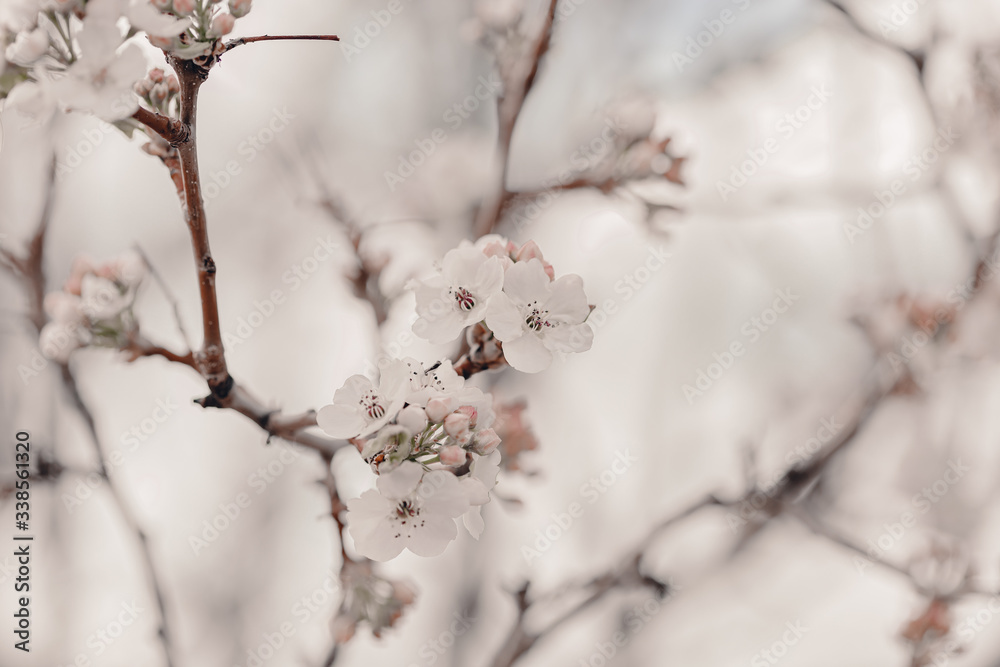 Blooming cherry sakura trees pink and white. Cherry blossoms. Denver city views during Spring time. Spring season. Beautiful bloom trees in park. Historical views. Pink and white petals on cherry tree