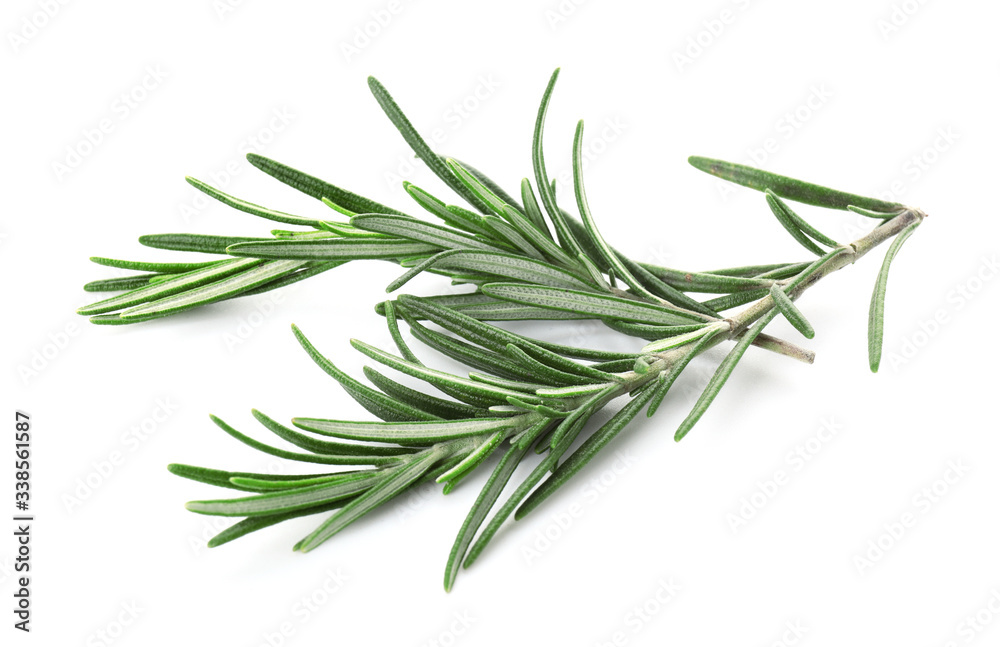 Fresh rosemary on white background