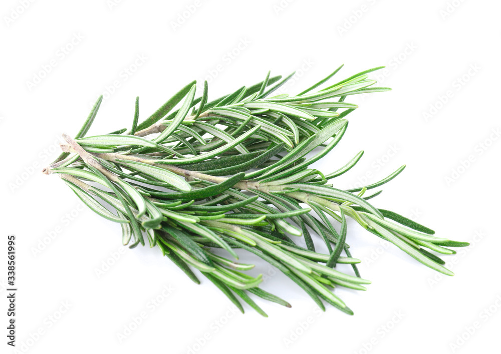 Fresh rosemary on white background