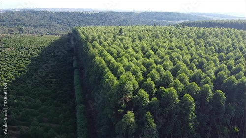 plantação de florestas de eucalipto ao sul do Brasil. Árvores de eucalipto ajudam a combater o aquecimento global photo