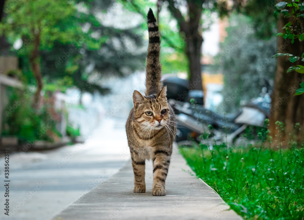 Obraz premium Brown cat with black stripes and one eye walking on a stone path towards the camera happily with it's tail up. Green scenery in the background