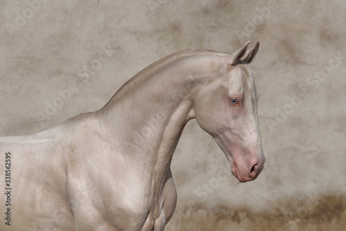Cremello Akhal Teke stallion portrait against textured old vintage wall.