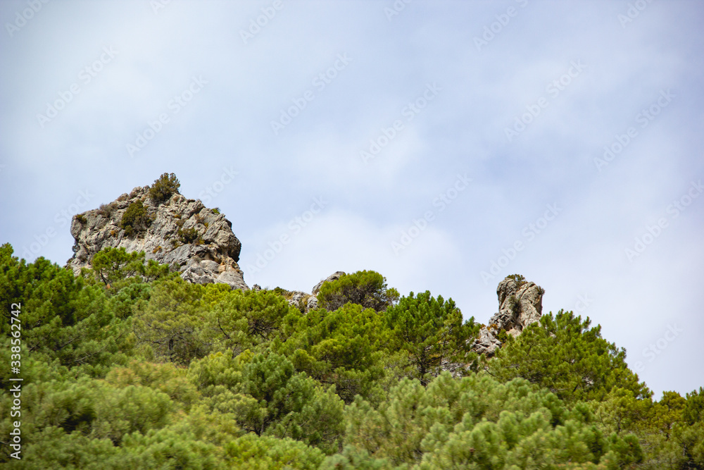 Stone, vegetation and mountain rock in alpine climbing