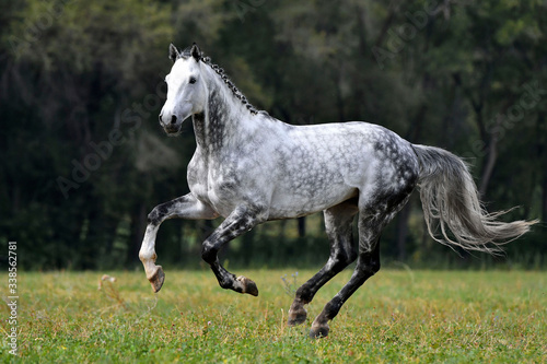 Dappled grey horse with plated mane running through the field in summer. Animal in motion.