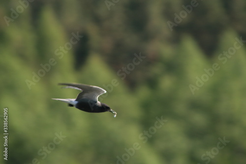 Black tern (Chlidonias niger) flying  © adventure